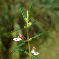 Impatiens oppositifolia L.